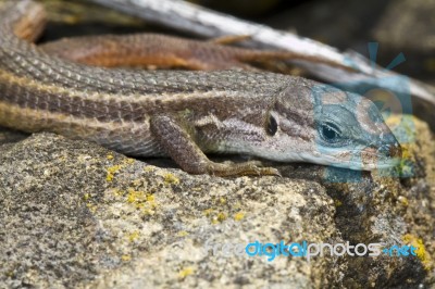 Large Psammodromus (psammodromus Algirus) Lizard Stock Photo