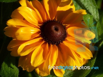 Large Single Yellow Flower Stock Photo