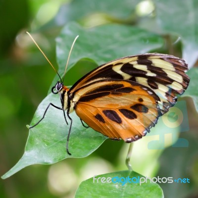 Large Tiger Butterfly (lycorea Cleobaea) Stock Photo