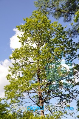 Large Trees In Spring Stock Photo