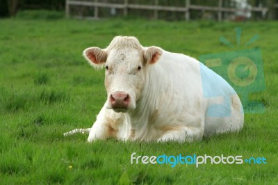 Large White Cow Lying Down Stock Photo