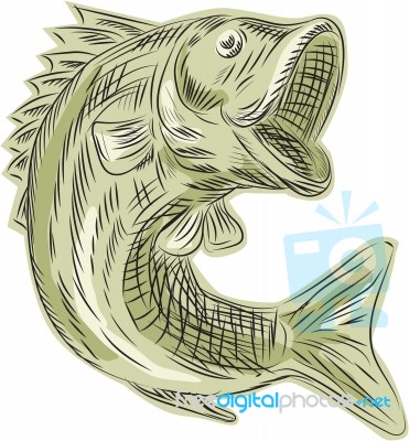 Largemouth Bass Fish Etching Stock Image