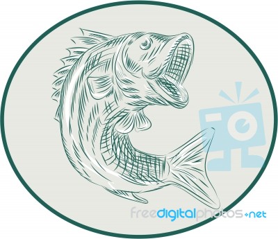 Largemouth Bass Fish Oval Etching Stock Image