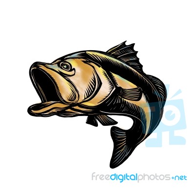 Largemouth Bass Scratchboard Stock Image