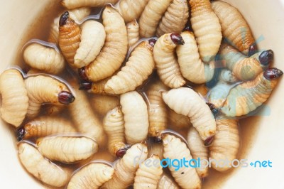 Larva Of Oryctes Rhinoceros Stock Photo