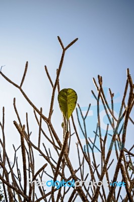 Last Leaf On The Tree Stock Photo