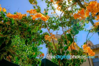 Latrun Church Garden Stock Photo