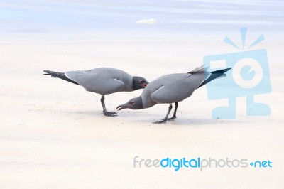 Lava Gulls (leucophaeus Fuliginosus), Isabela Island, Galapagos Stock Photo