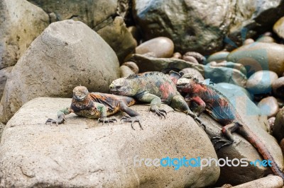 Lava Lizard On Galapagos Islands Stock Photo