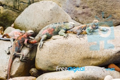 Lava Lizard On Galapagos Islands Stock Photo