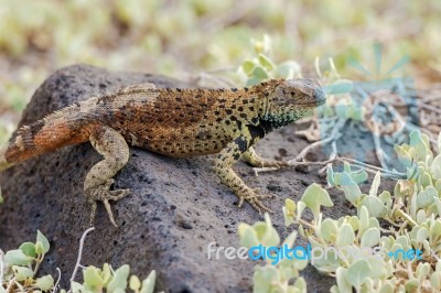 Lava Lizard On Galapagos Islands Stock Photo