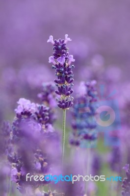 Lavandula Or Lavender Stock Photo