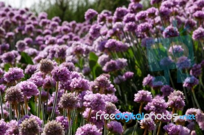 Lavender Stock Photo