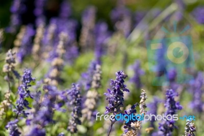 Lavender Stock Photo