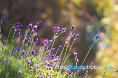 Lavender Stock Photo