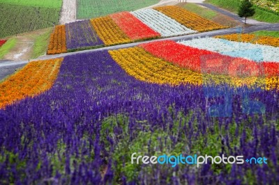 Lavender Farm In Hokkaido, Japan Stock Photo