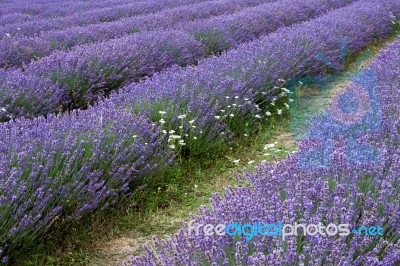 Lavender Field Stock Photo