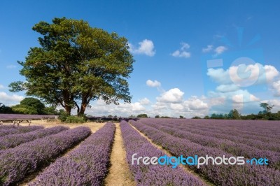 Lavender Field Stock Photo