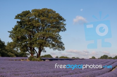 Lavender Field In Banstead Stock Photo