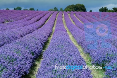 Lavender Field In Banstead Stock Photo