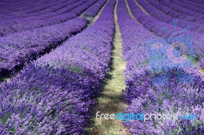 Lavender Field In Banstead Stock Photo