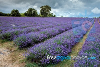 Lavender Field In Banstead Stock Photo