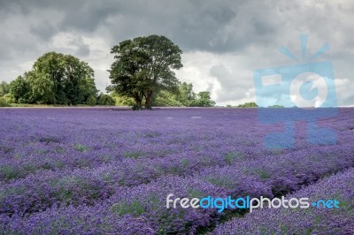 Lavender Field In Banstead Stock Photo