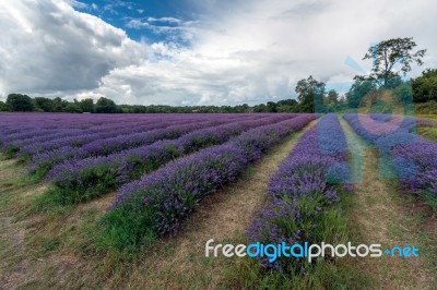 Lavender Field In Banstead Stock Photo