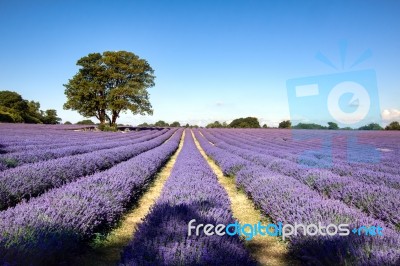 Lavender Field In Banstead Stock Photo