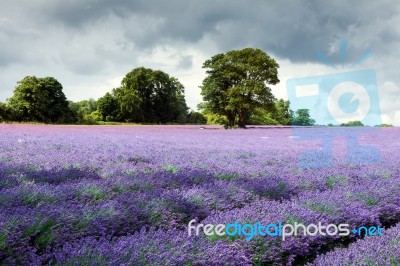 Lavender Field In Banstead Stock Photo