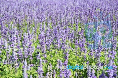 Lavender Fields Stock Photo