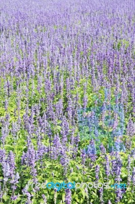 Lavender Fields Stock Photo