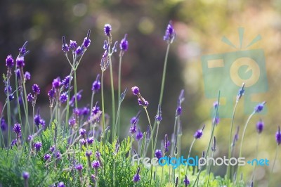 Lavender Flower Stock Photo