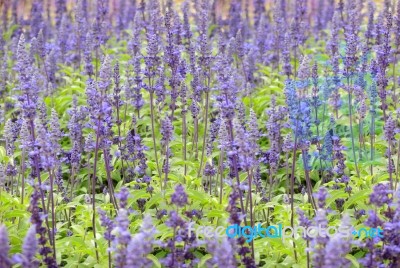 Lavender Flowers Background Stock Photo