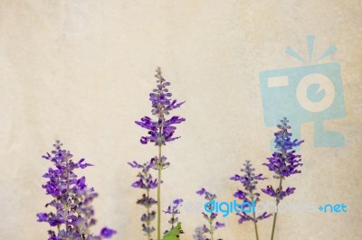 Lavender Flowers Blooming Stock Photo