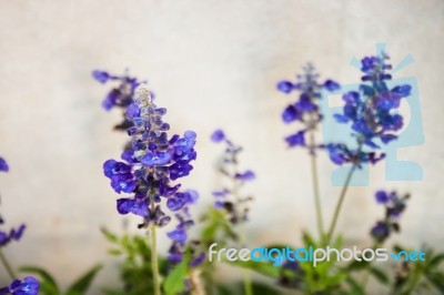 Lavender Flowers Blooming Stock Photo