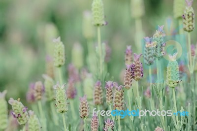 Lavender Flowers In The Field Stock Photo