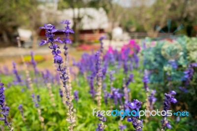 Lavender, Forget Me Not Stock Photo