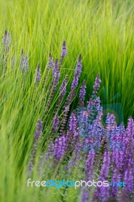 Lavender Grass Stock Photo