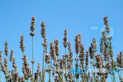 Lavender On A Blue Background Stock Photo