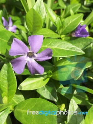 Lavender Periwinkle Stock Photo