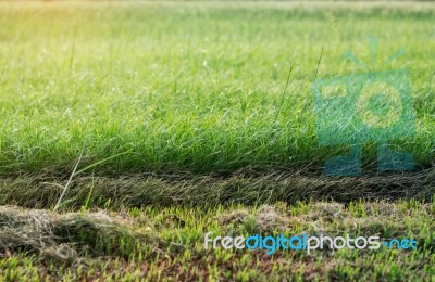 Lawn And Cut Of Wet Stock Photo