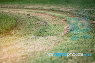 Lawn Trimmed In Garden Stock Photo