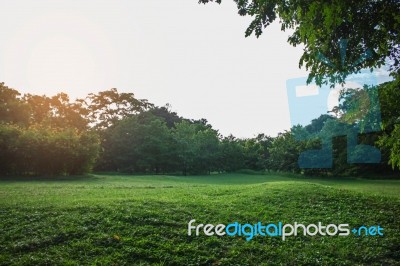 Lawns And Trees With Sunlight Stock Photo