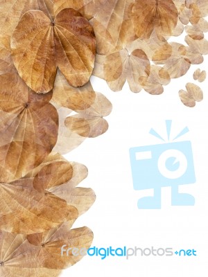 Layer Of Dry Brown Leaf Background Vertical Stock Image