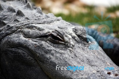 Lazy Croc Stock Photo