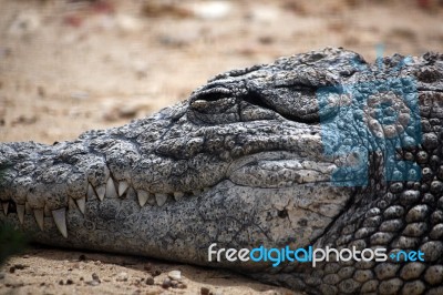 Lazy Croc Stock Photo