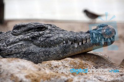 Lazy Croc Stock Photo