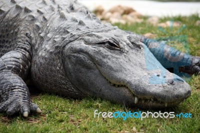 Lazy Croc Stock Photo