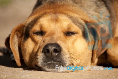 Lazy Dog Stock Photo